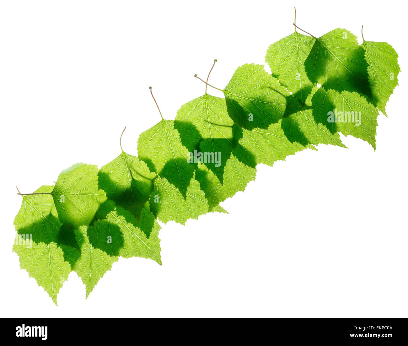 Reihe von grünen Birke Blätter Stockfoto
