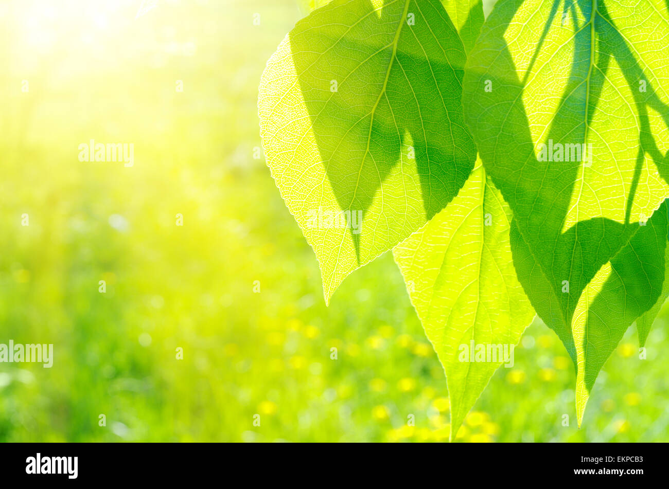 Pappel Blätter auf floraler Hintergrund Stockfoto