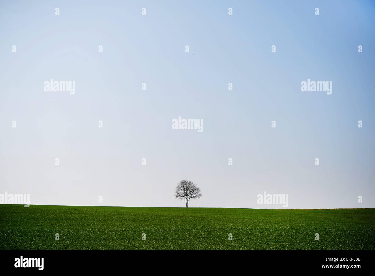 Baum mit blauem Himmel, Deutschland, Stadt Osterode, 10. April 2015. Foto: Frank Mai / picture Alliance Stockfoto