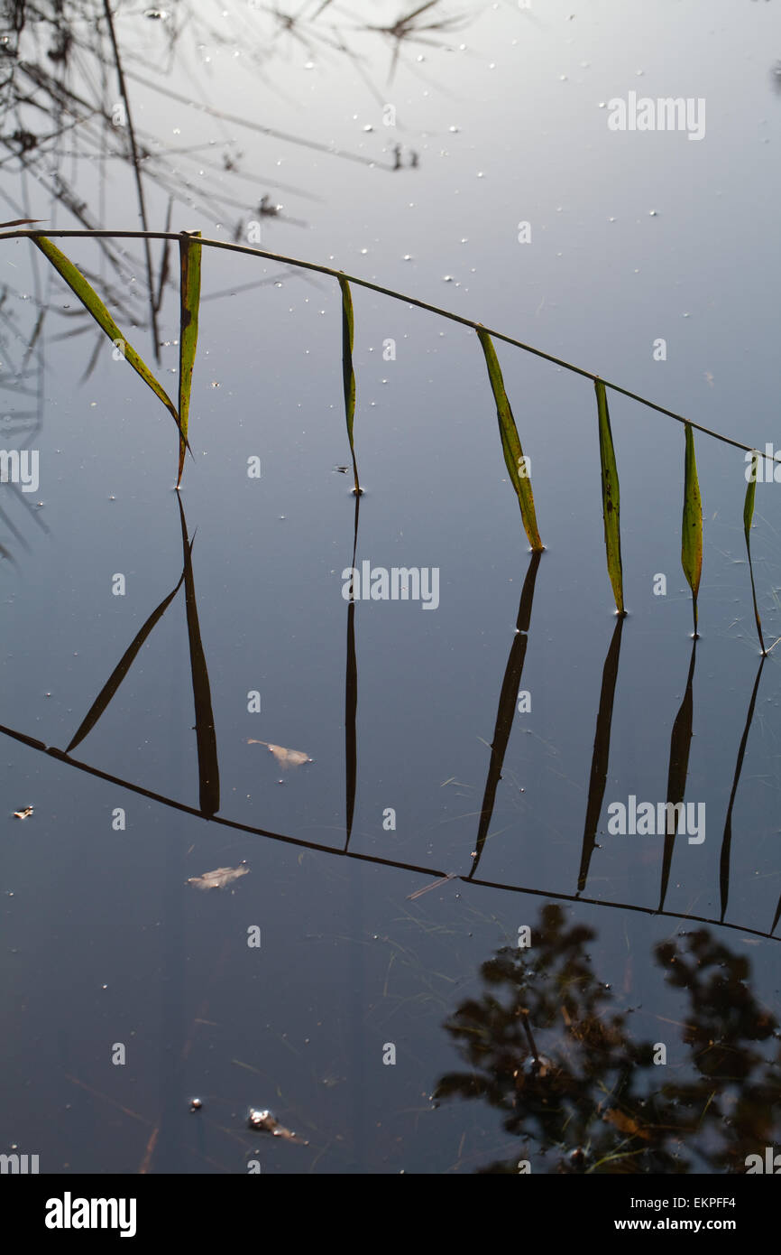 Norfolk Schilf (Phragmites sp.) Einzelne Stengel und Blätter überhängend stehendes Wasser mit Relections. Wasser Leben Stockfoto