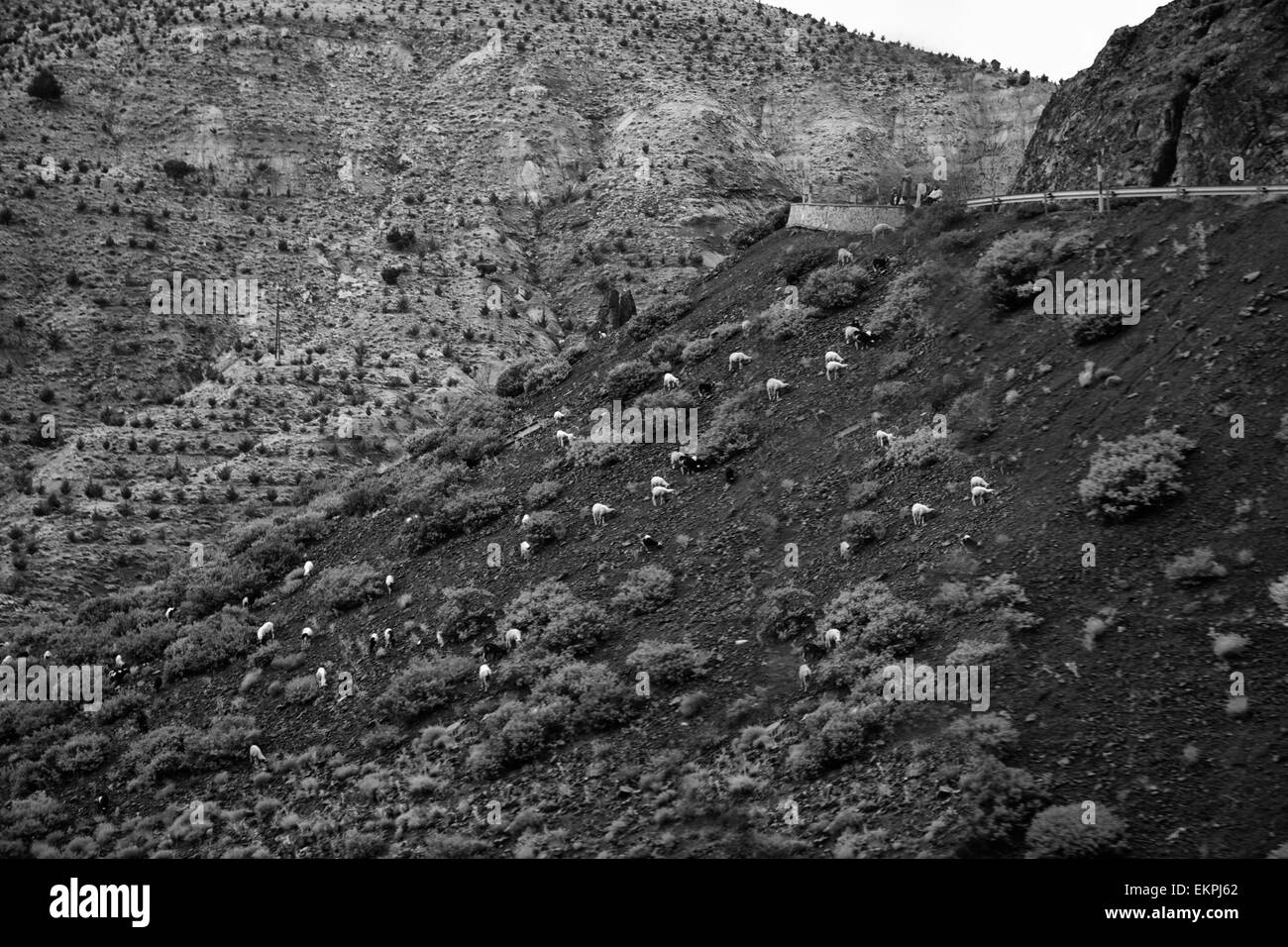 Malerische Aussicht auf Herde Schafe grasen auf kargen Landschaft des Atlasgebirges, Marokko. Stockfoto