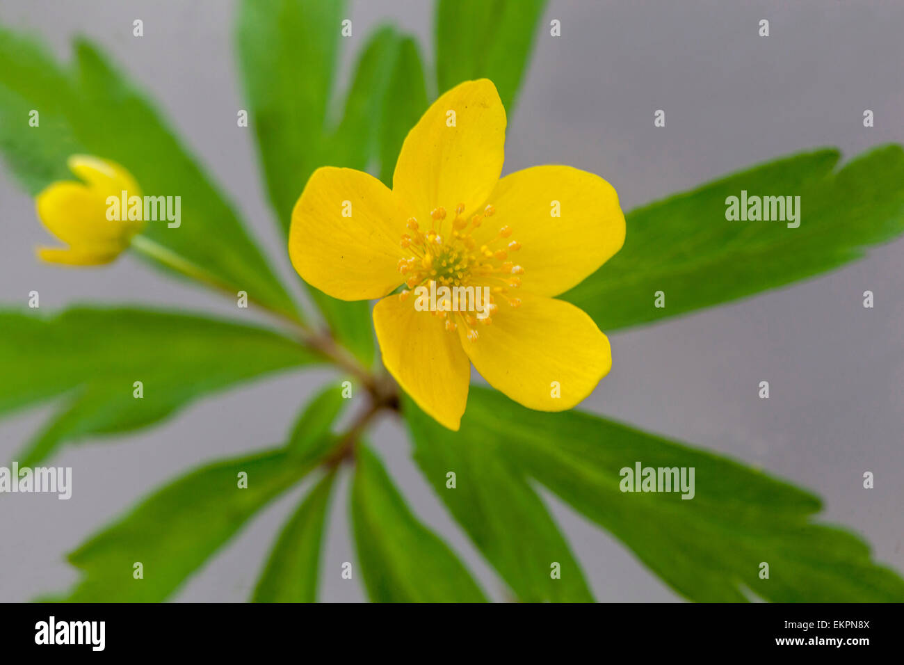 Anemone Ranunculoides, gelbe anemone Stockfoto