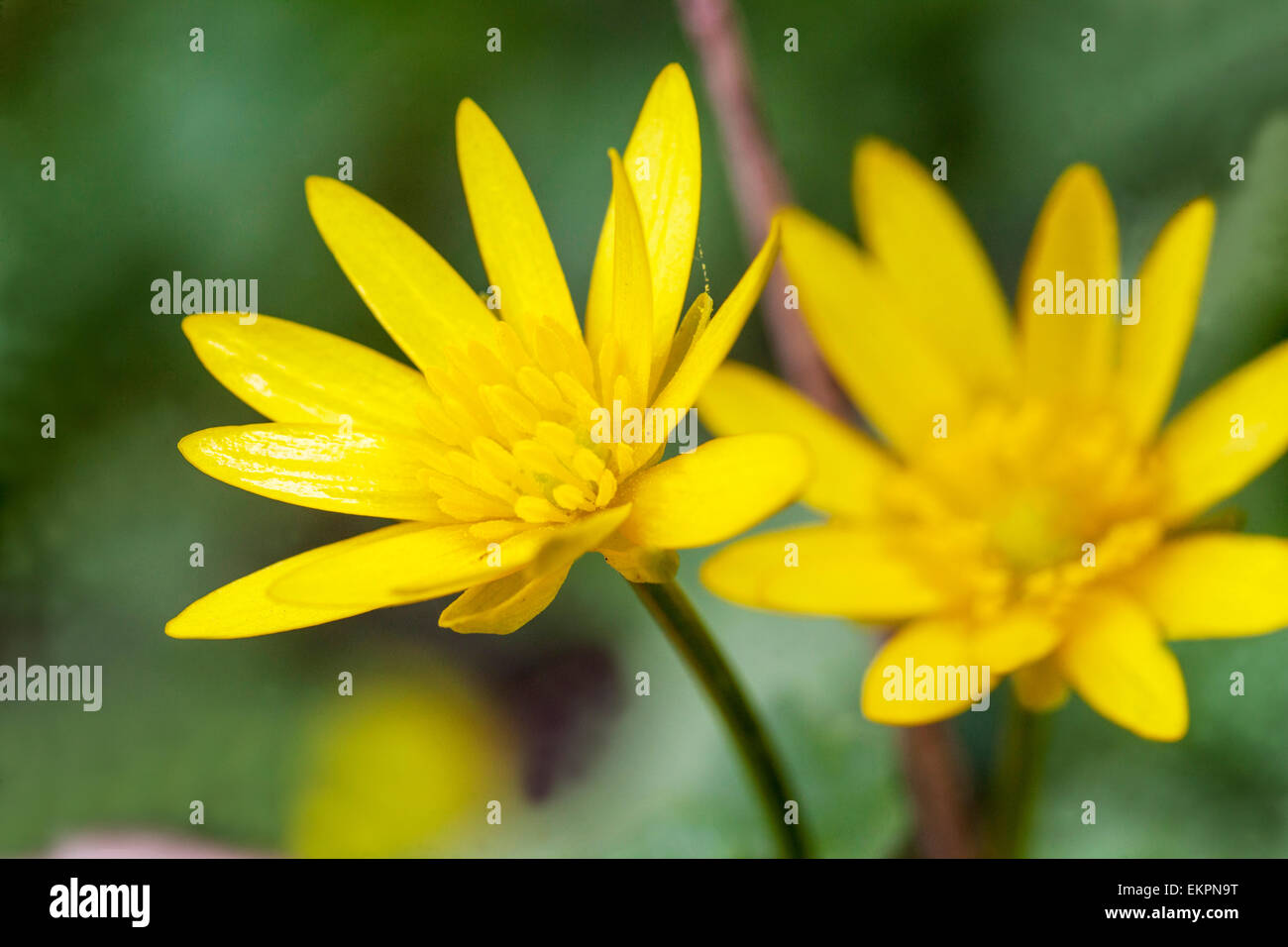 Kleine Celandinen Blumen Ficaria verna Nahaufnahme Blume Stockfoto