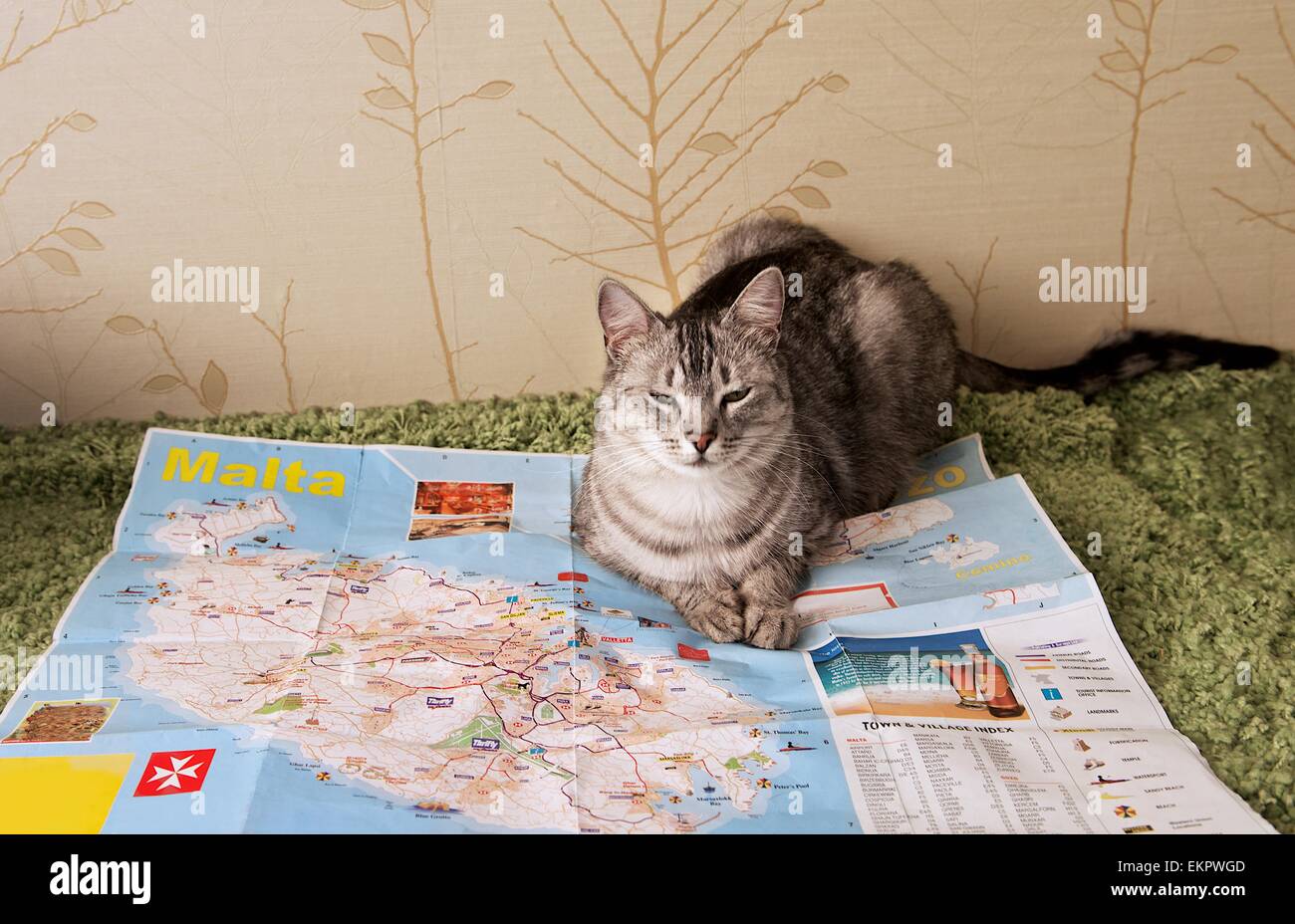Sitzen auf der Karte, Karte von Malta und lustige Katze Hauskatze Stockfoto