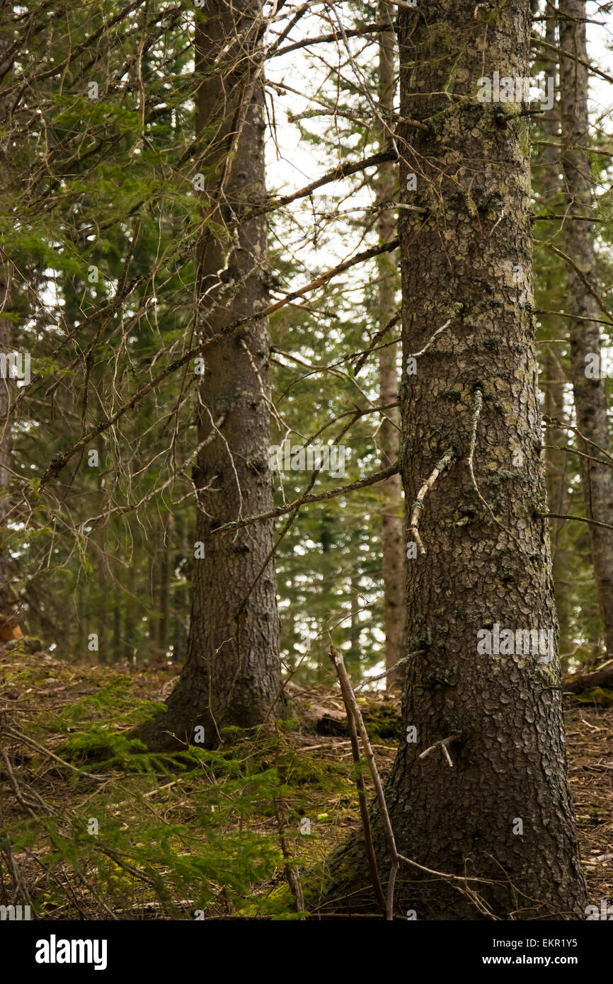 Ein Wald im Jura. Stockfoto