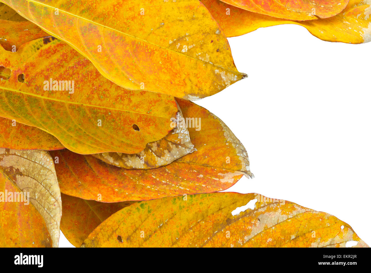 Natur Hintergrund orange getrocknete Blätter Stockfoto