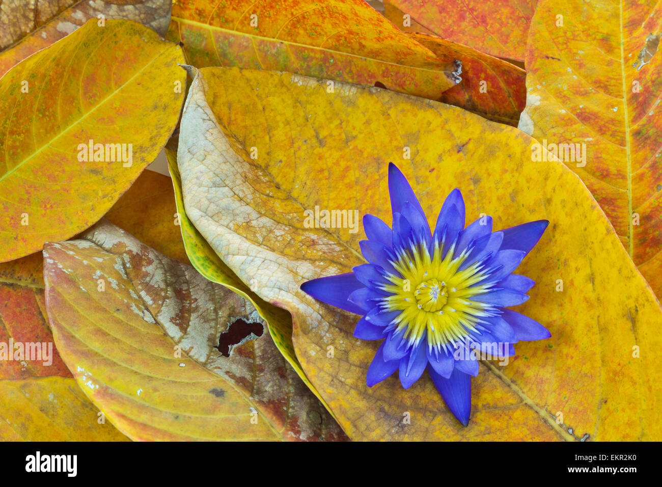 Natur-Hintergrund, trockene Blätter und Lotusblüte Stockfoto