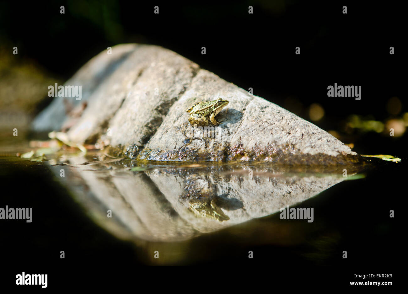Frosch springen Fotos und Bildmaterial in hoher Auflösung Alamy