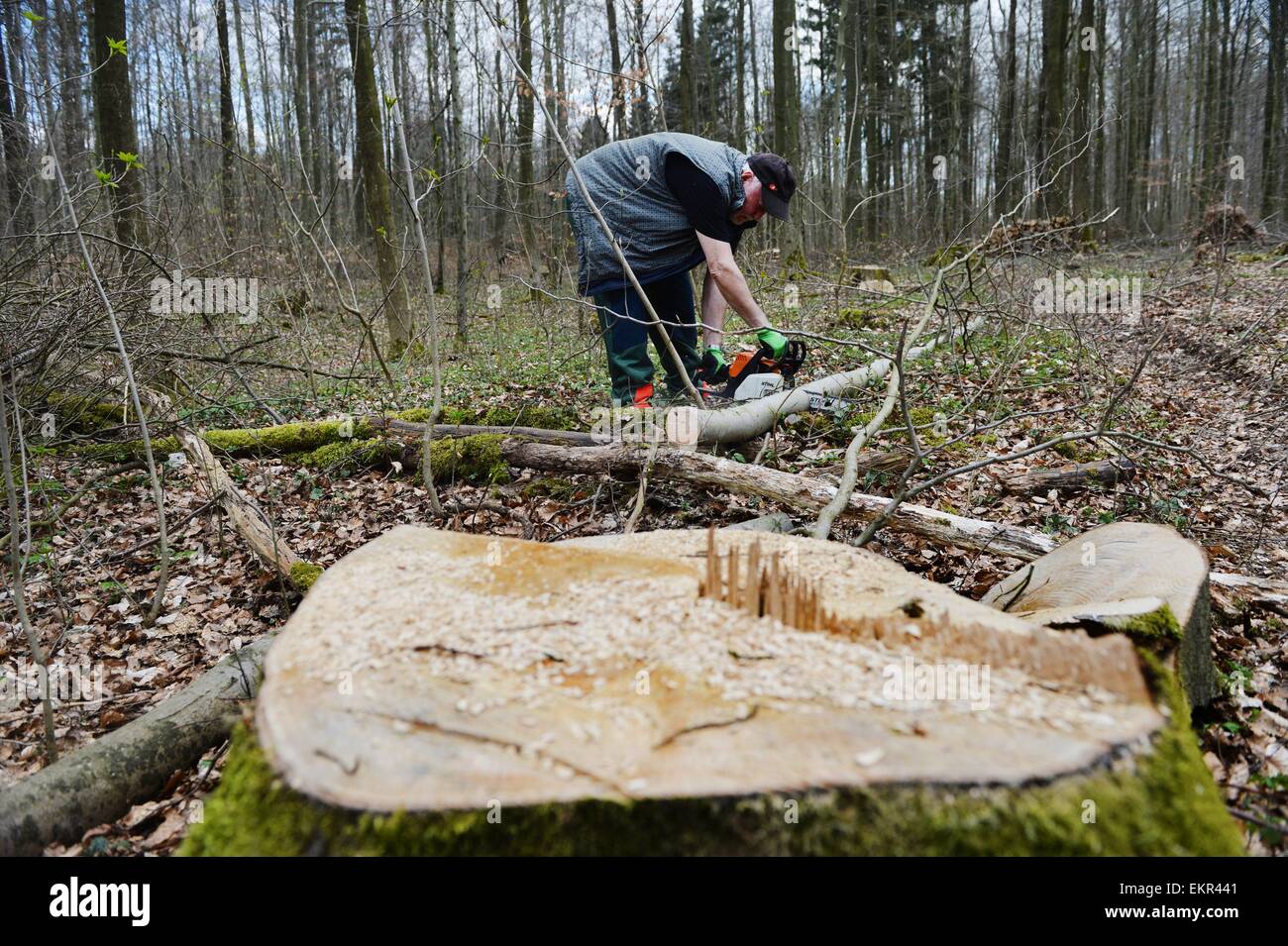 Schwerfällig im Wald, Deutschland, in der Nähe der Stadt Pöhlde, 11. April 2015. Foto: Frank Mai / picture Alliance Stockfoto