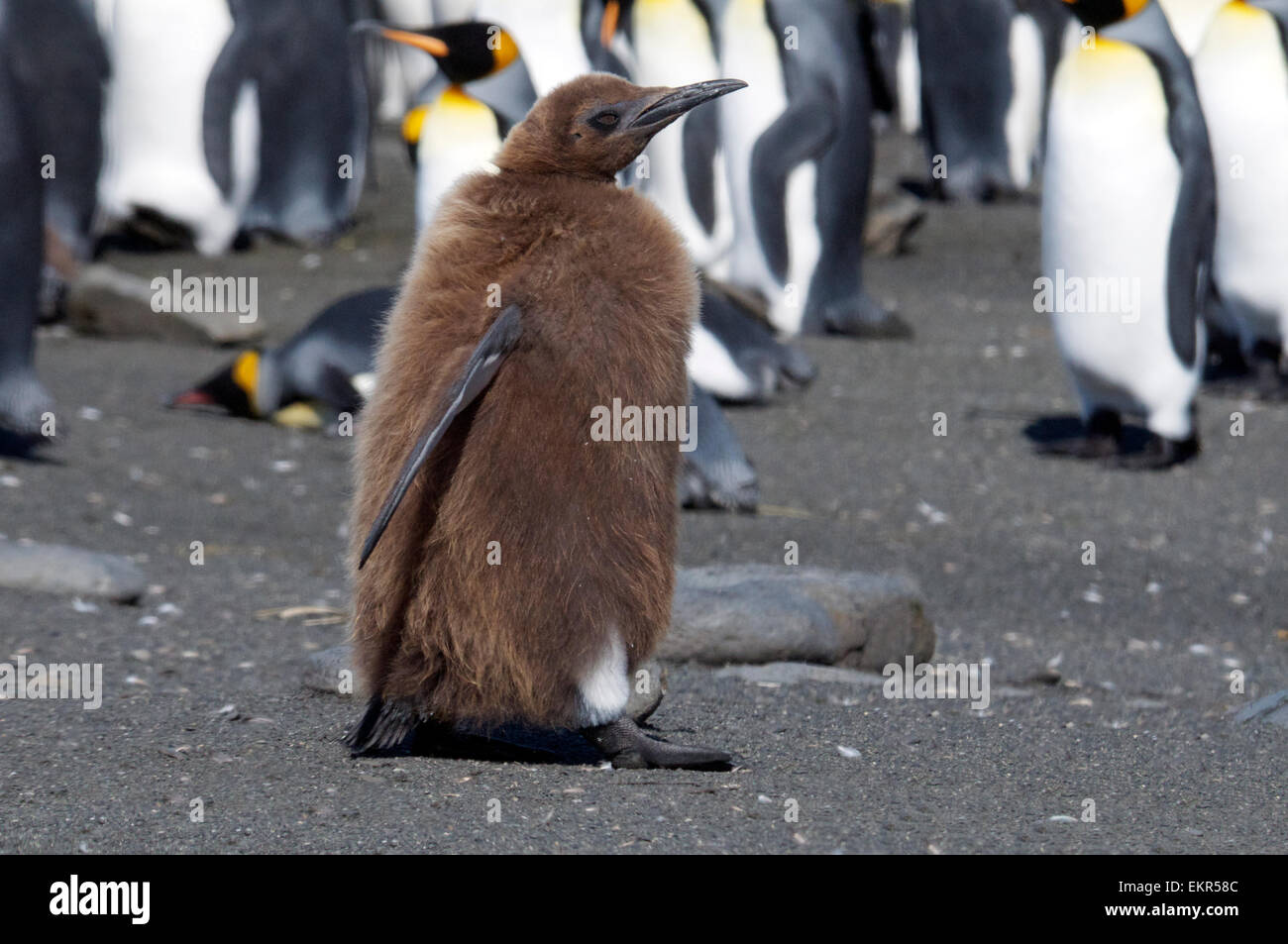 Junge unreife König Pinguin Gold Harbour Südgeorgien Stockfoto