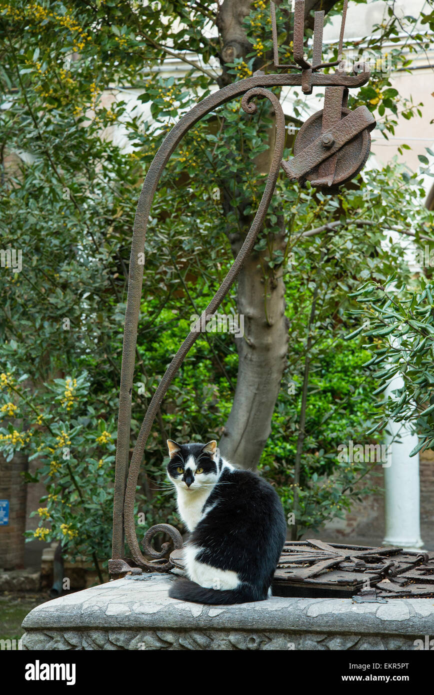 Die Katze im Garten Stockfoto