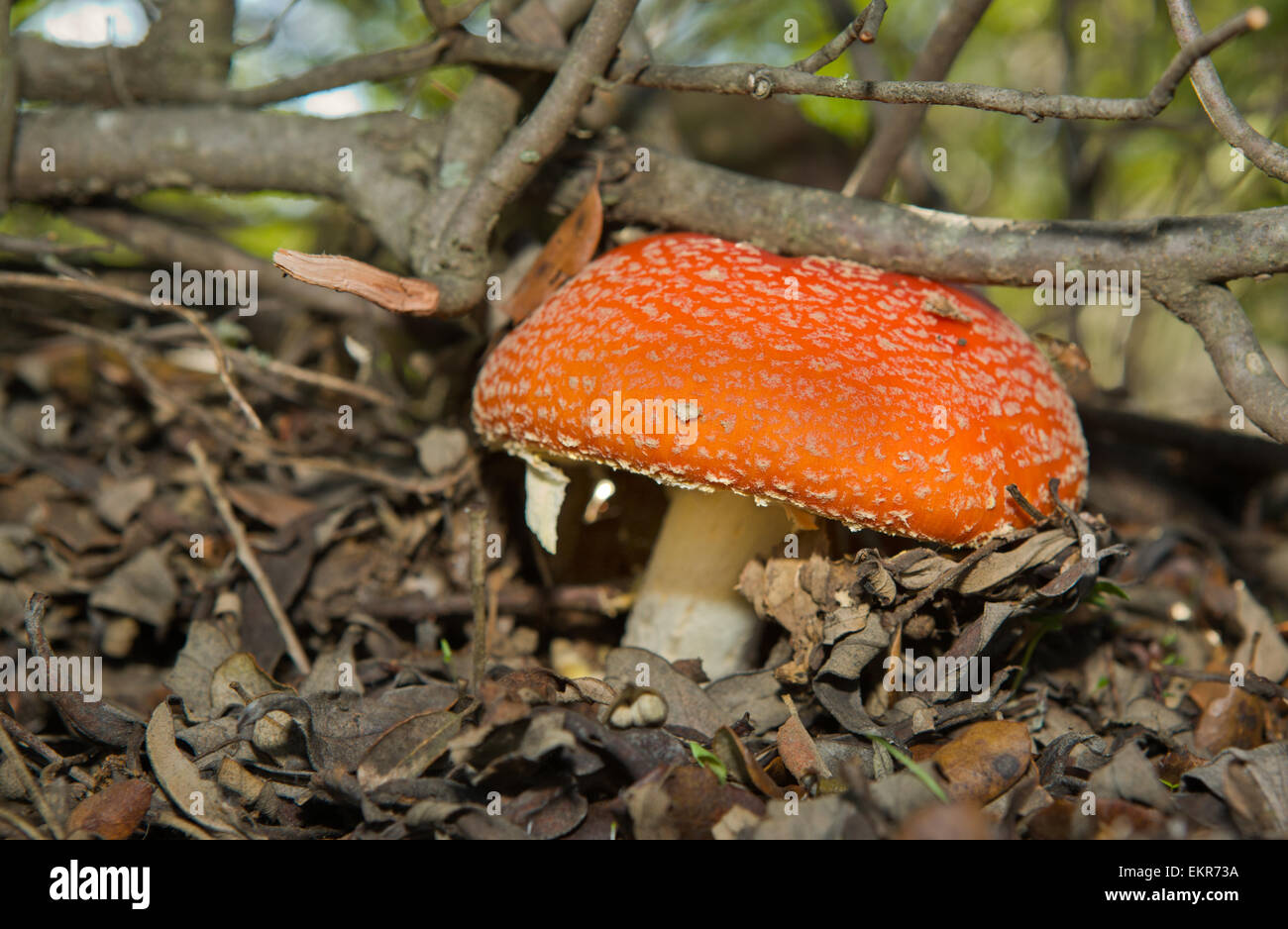 roter Pilz Pilze Fliegenpilz lateinischer Name ist Amanita Muscaria, Extremadura, Spanien Stockfoto