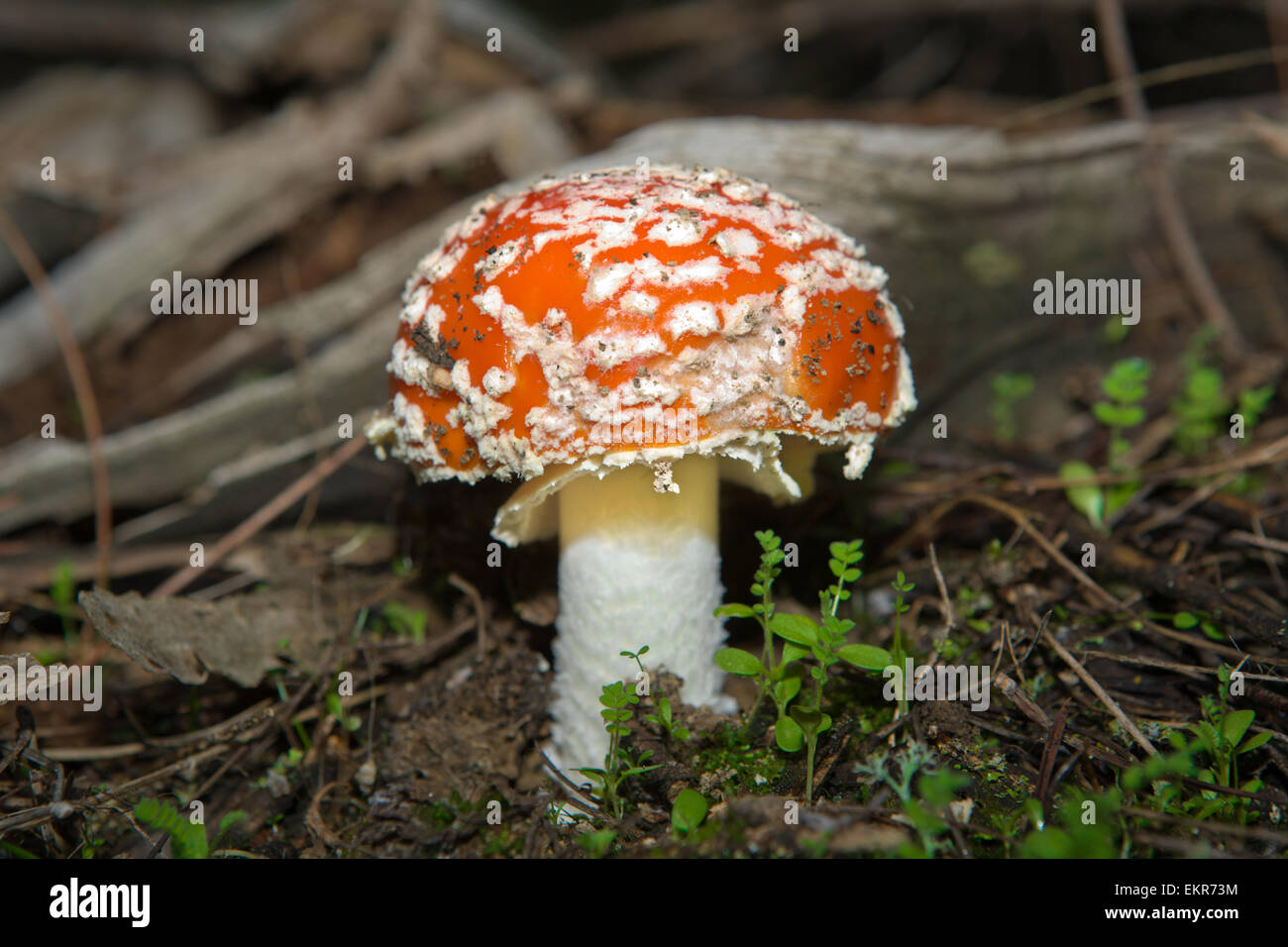 roter Pilz Pilze Fliegenpilz lateinischer Name ist Amanita Muscaria, Extremadura, Spanien Stockfoto