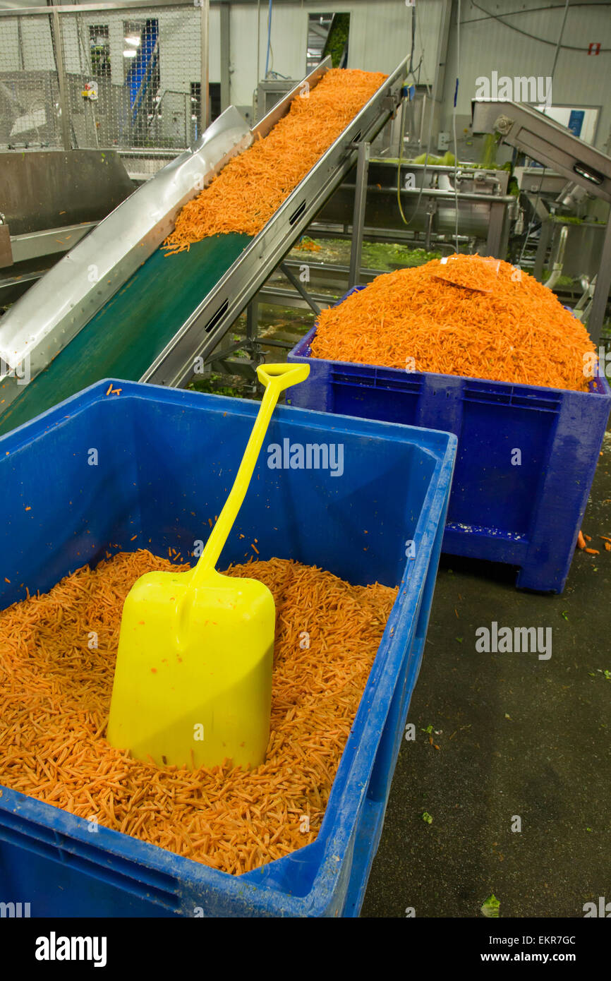 Karotten Julienne in Behältern bei Nahrungsmittelfabrik Stockfoto