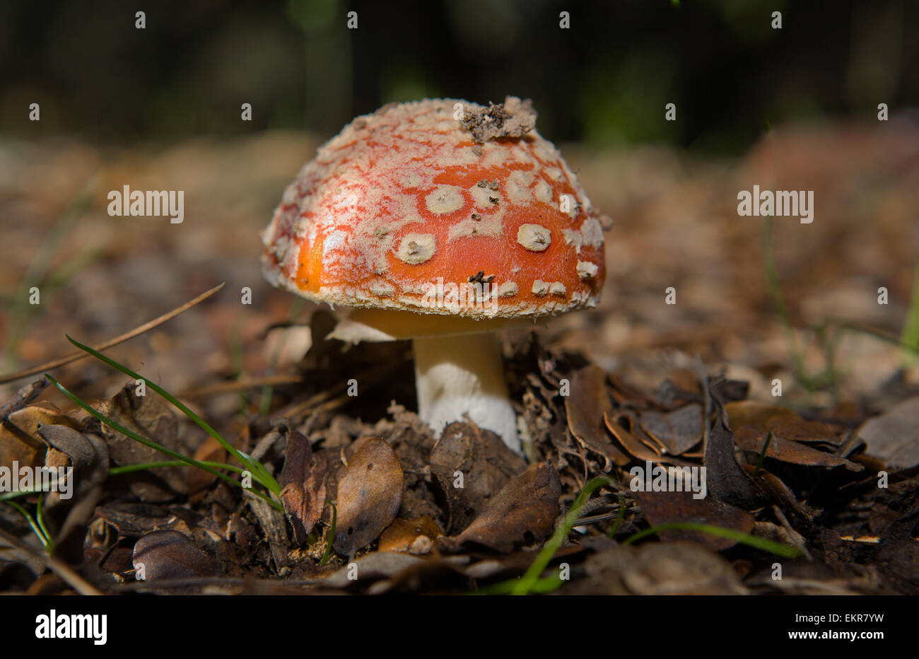 roter Pilz Pilze Fliegenpilz lateinischer Name ist Amanita Muscaria, Extremadura, Spanien Stockfoto