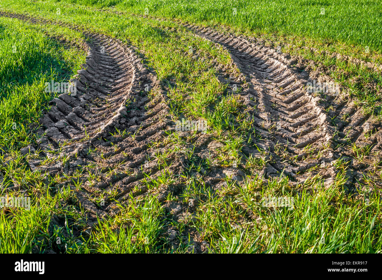 Traktor-Reifen Spuren im schlammigen Feld - Frankreich. Stockfoto