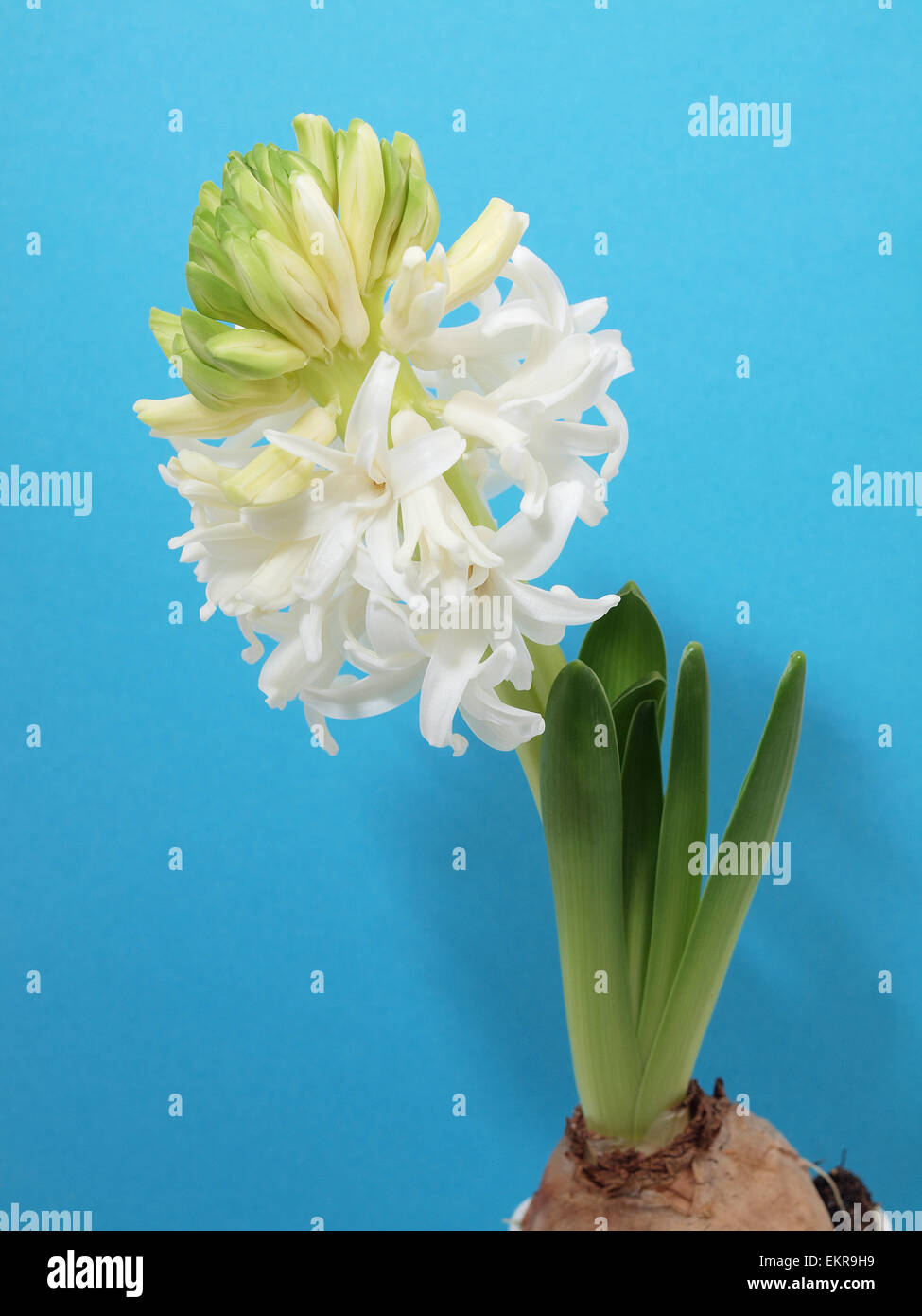 Frühling weiße Hyazinthe Stockfoto