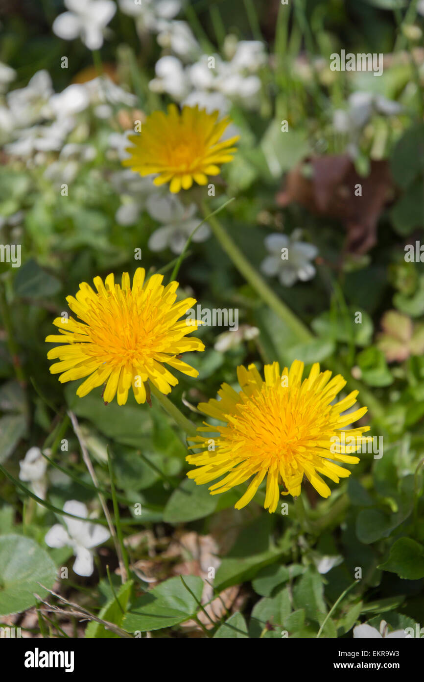Nahaufnahme von leuchtend gelben Löwenzahn Blüten wachsen neben grünen Rasen, weiße Blumen und anderen Pflanzen im Frühling Stockfoto