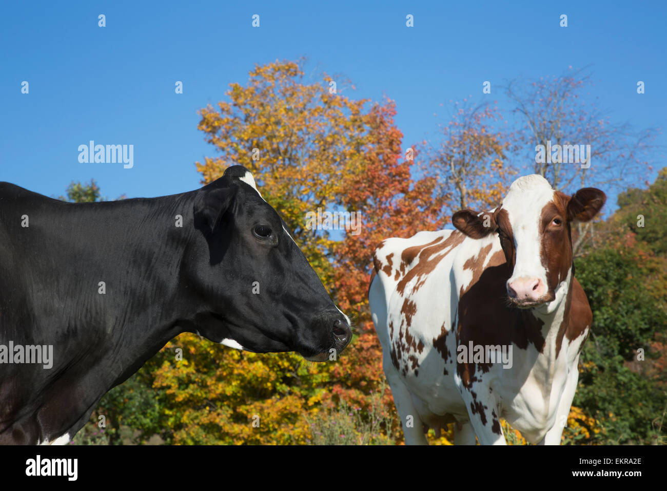 Holstein Kühe im Herbst Weiden; Salem, New York, Vereinigte Staaten von Amerika Stockfoto