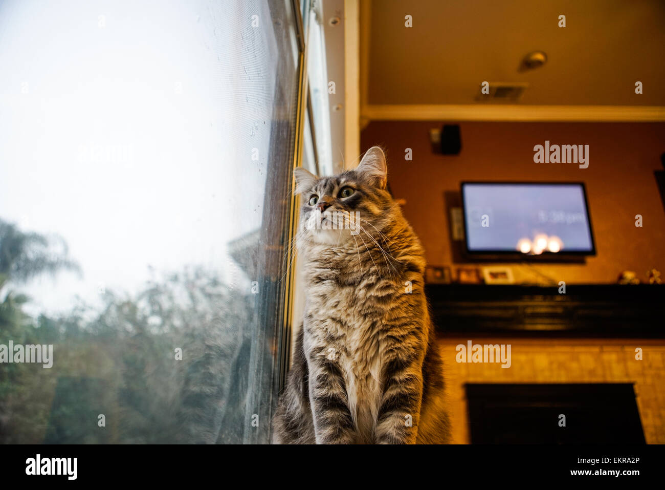 Leo, eine ehemalige streunende Katze roaming um ein Wohngebiet mit einer Verletzung am Kopf, wurde angenommen und ein sicheres Zuhause gefunden. Stockfoto