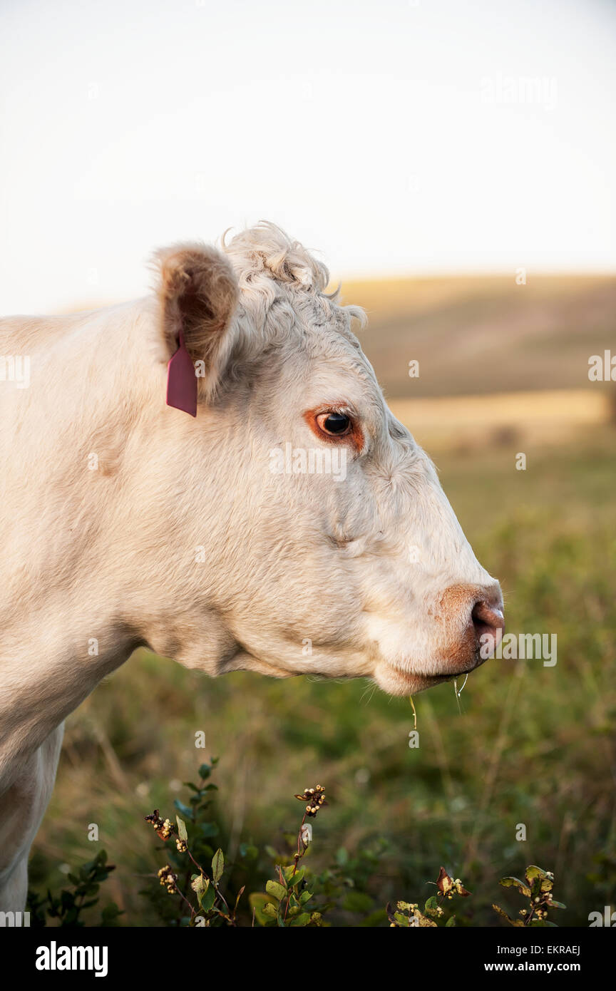 Profil von weissen Kuh Kopf; Valley City, North Dakota, Vereinigte Staaten von Amerika Stockfoto