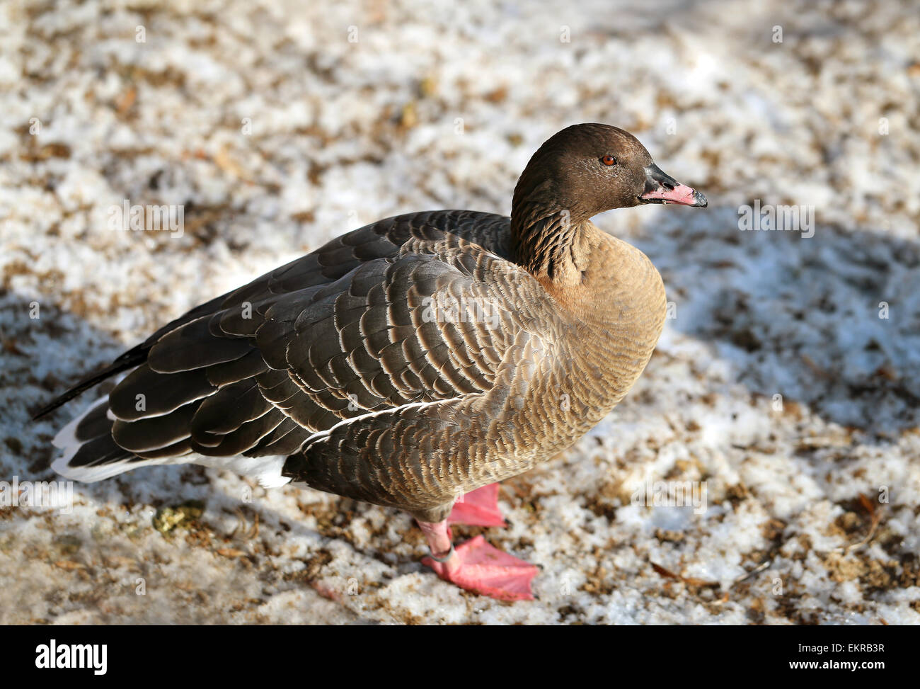 Graue Gans stehend im Schnee wird nah oben fotografiert. Stockfoto