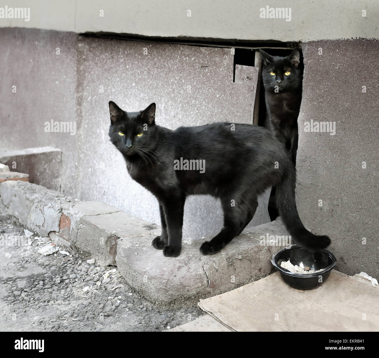 Zwei schöne schwarze Katze fotografiert hautnah Stockfoto