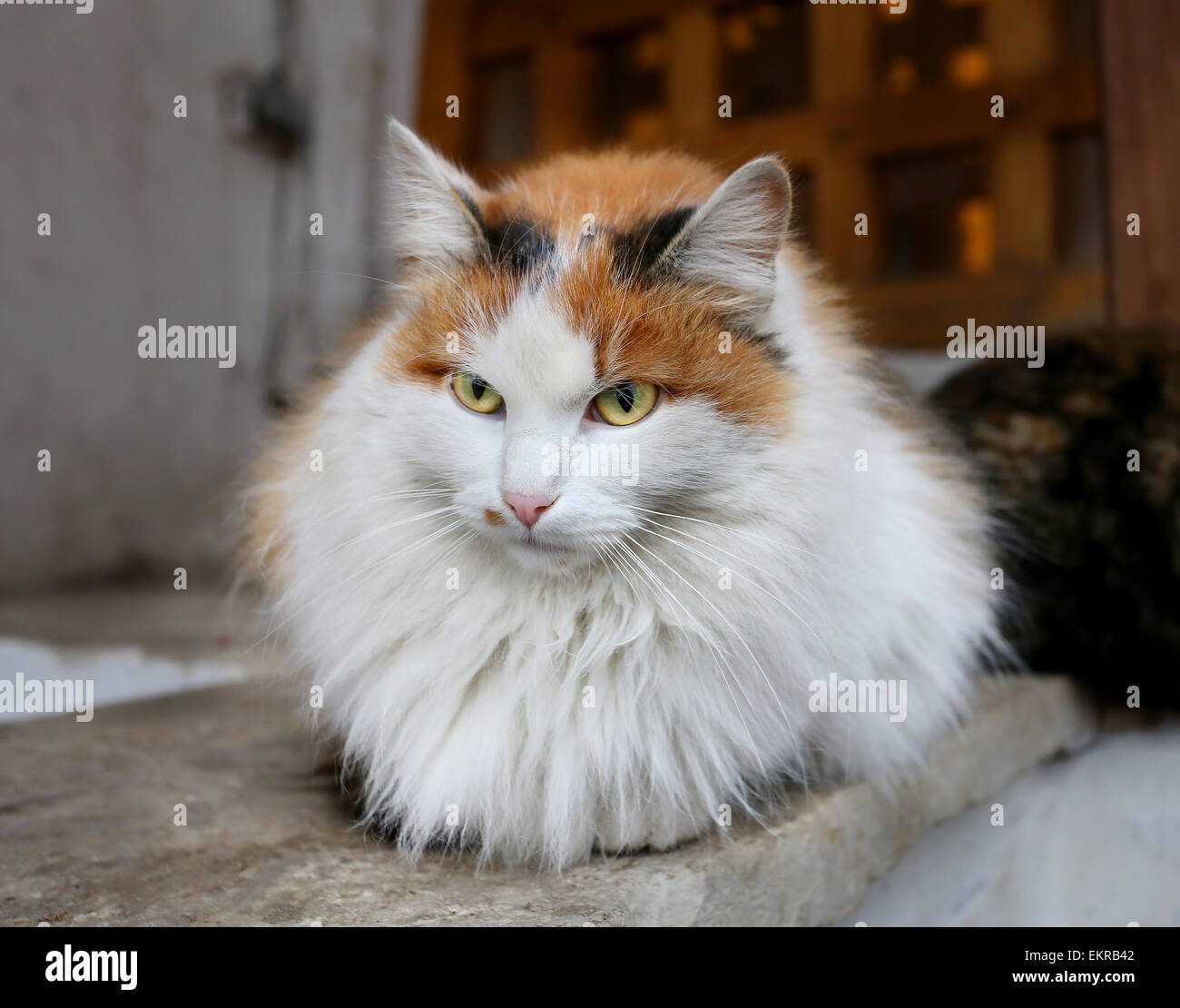 Schöne Katze sitzt auf einer Mauer fotografiert hautnah Stockfoto