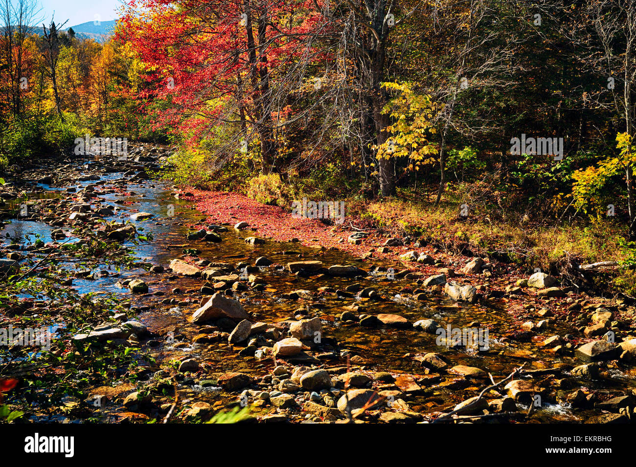 Blick auf einen Bach mit bunten Laub, Franken, weiße Berge National Forest, New Hampshire Stockfoto