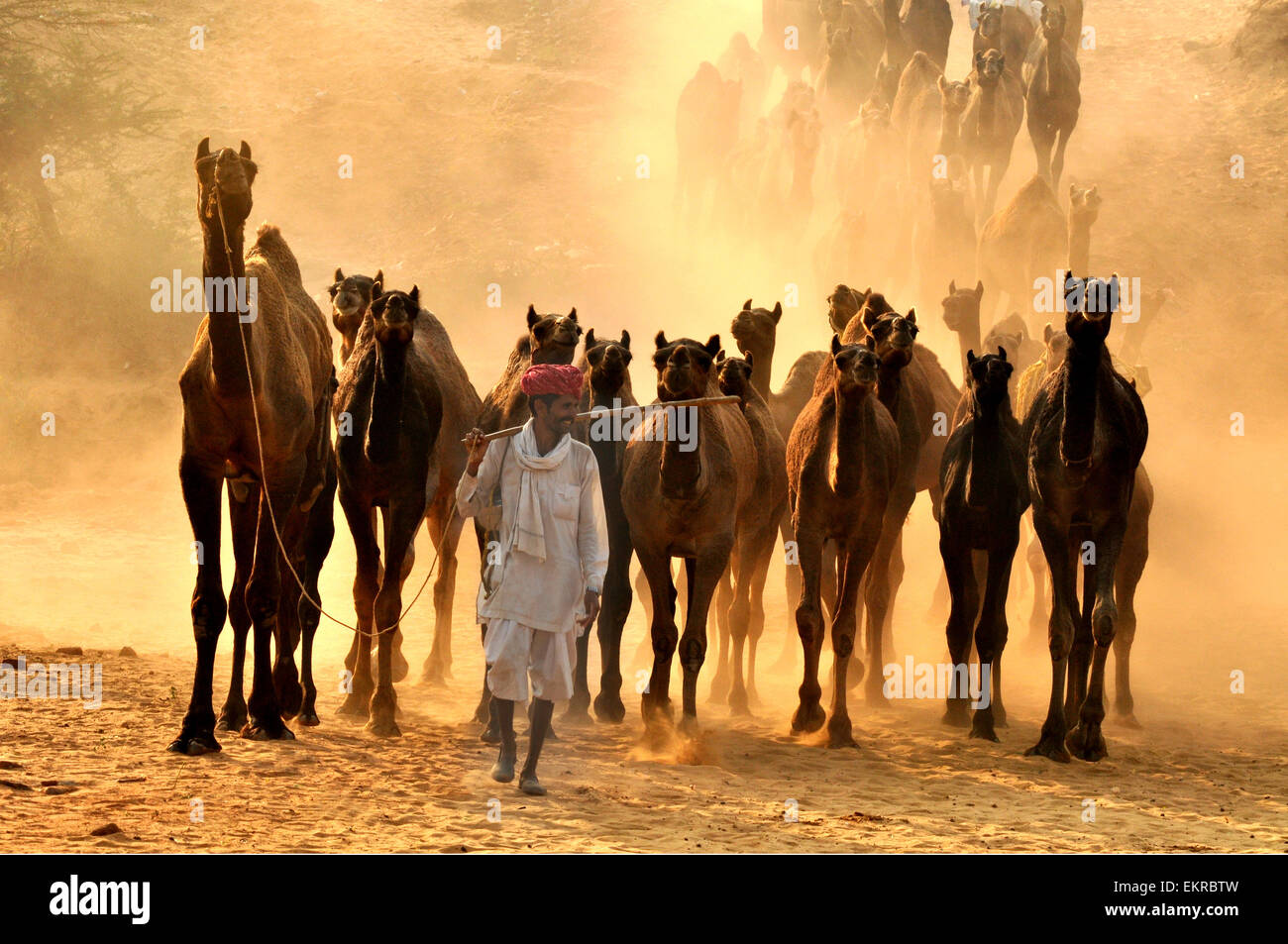 Ein Kamel Händler zusammen mit seiner Herde während der internationalen Pushkar Camel fair in Rajasthan, Indien. Stockfoto