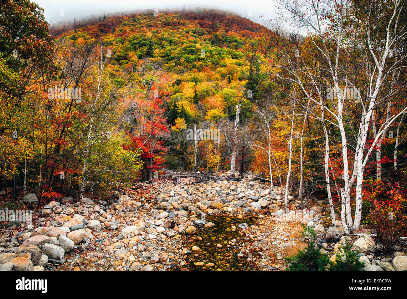 Niedrigen Winkel Ansicht eines Berges im Nebel und eine Dry Creek im Herbst, White Mountains National Forest, New Hampshire Stockfoto