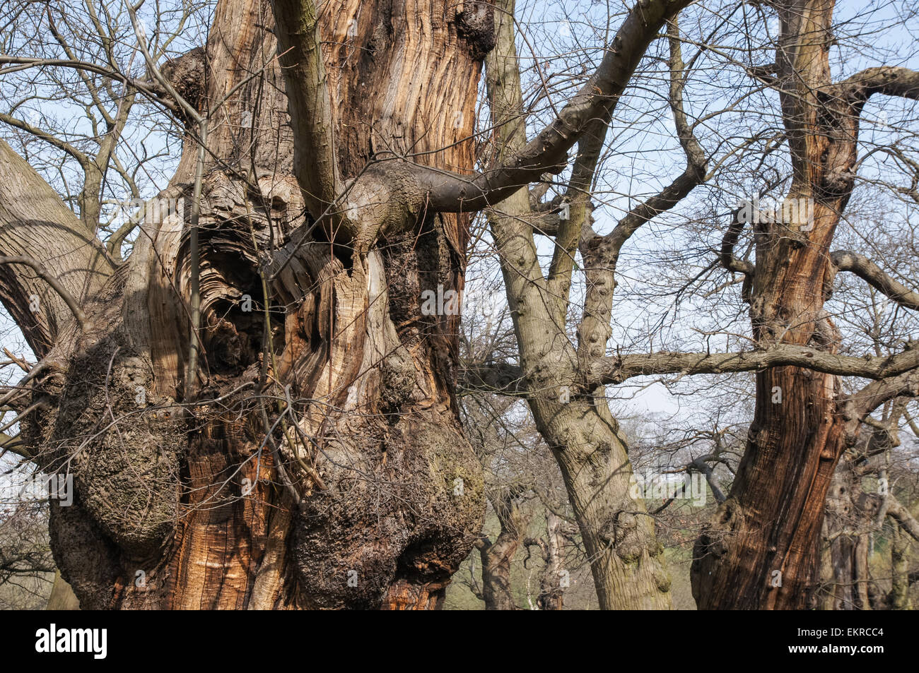 Baum ohne rinde Fotos und Bildmaterial in hoher Auflösung Seite 2