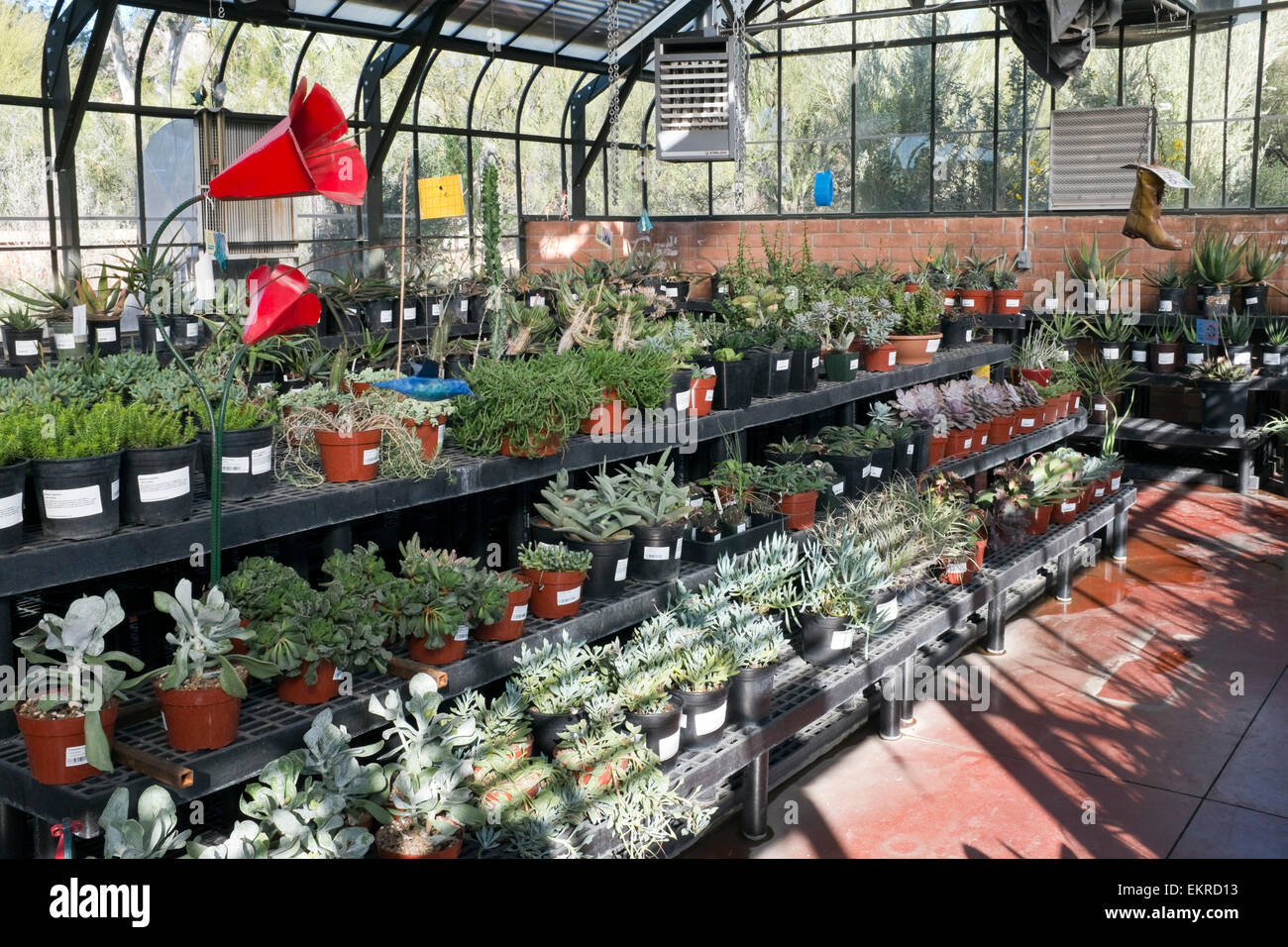 Sukkulenten zum Verkauf Stockfoto