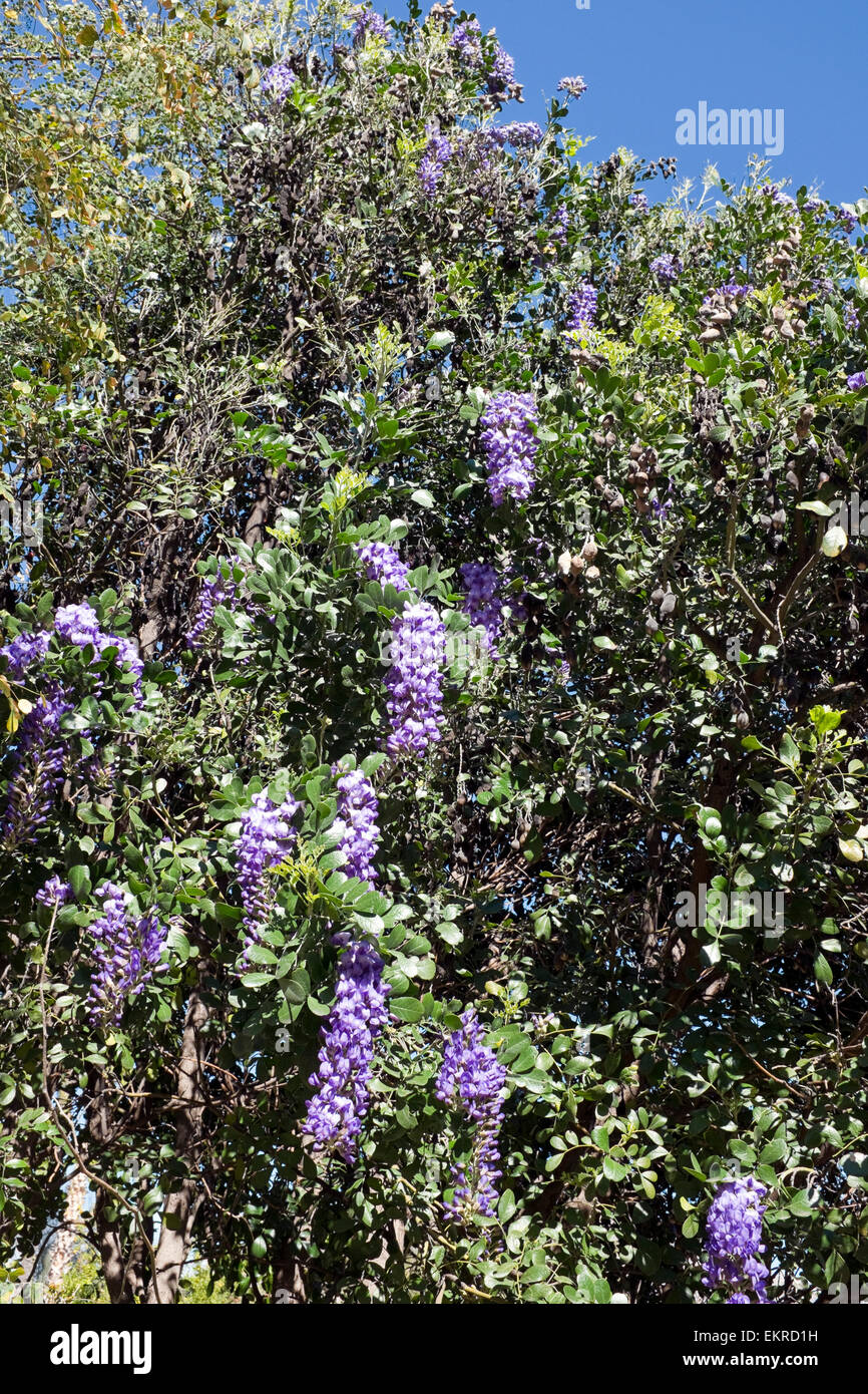 Texas Mountain Laurel (Dermatophyllum Secundiflorum), Arizona Stockfoto