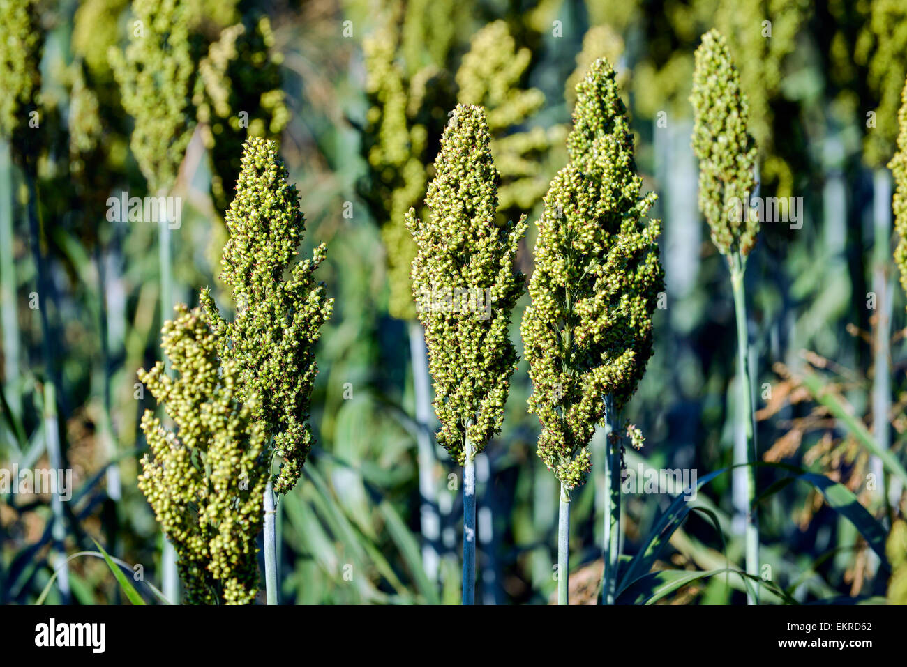 Japanische Barnyard Hirse (Echinochloa Frumentacea) auf einem Feld in der Dordogne, Aquitaine, Frankreich Stockfoto