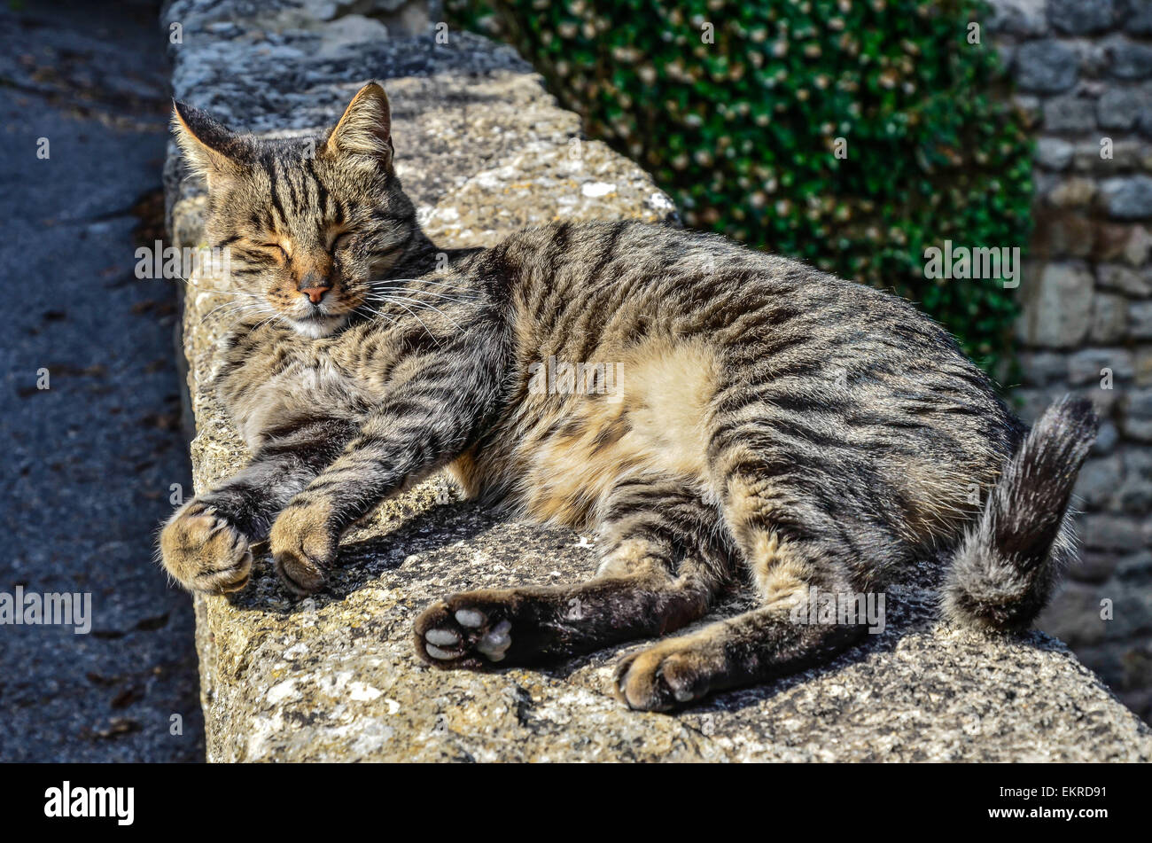 Was für ein wunderbarer Ort für ein Nickerchen! Stockfoto
