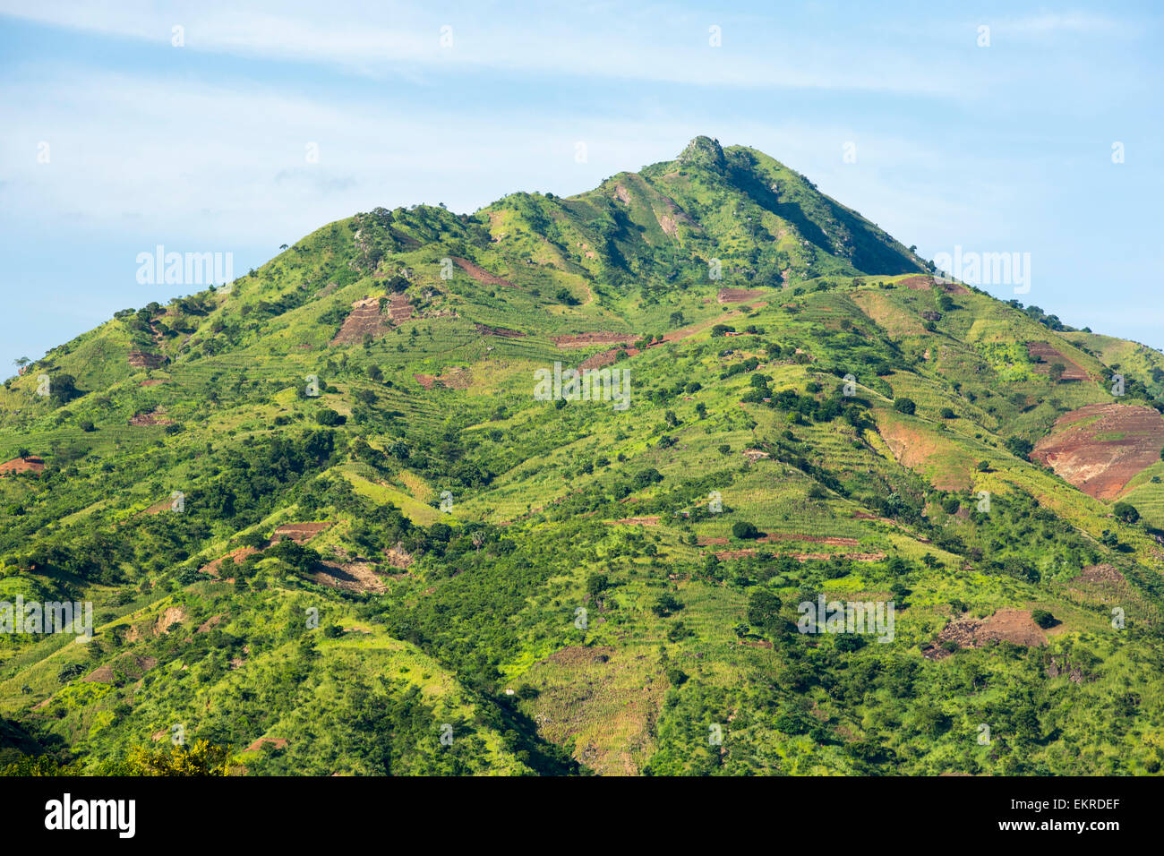 Entwaldung zu Lande, Mais im unteren Tal Shire in Malawi, einem Land wachsen, die stark entwaldeten für beide Bauernland gewesen ist und zu Holzkohle zum Kochen. Stockfoto