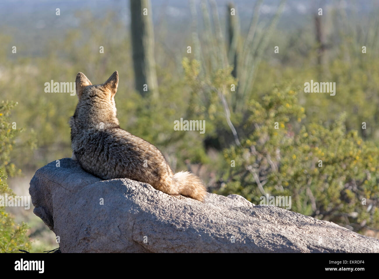 Coyote entspannt auf einem Felsen, Sonora-Wüste, Tucson, Arizona Stockfoto