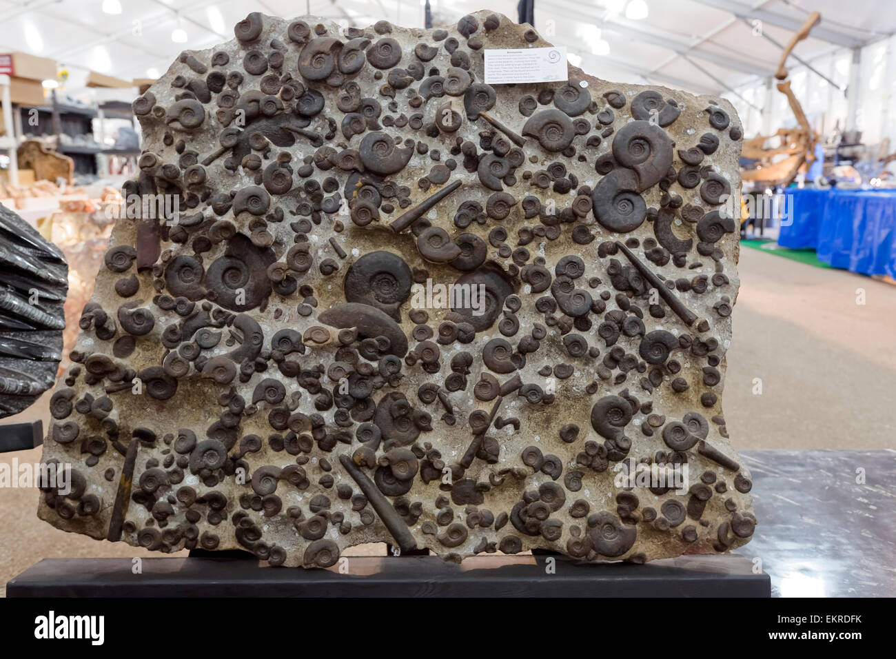 Versteinerten Ammoniten zu verkaufen, Tucson Gem and Mineral Show, Tucson, Arizona Stockfoto