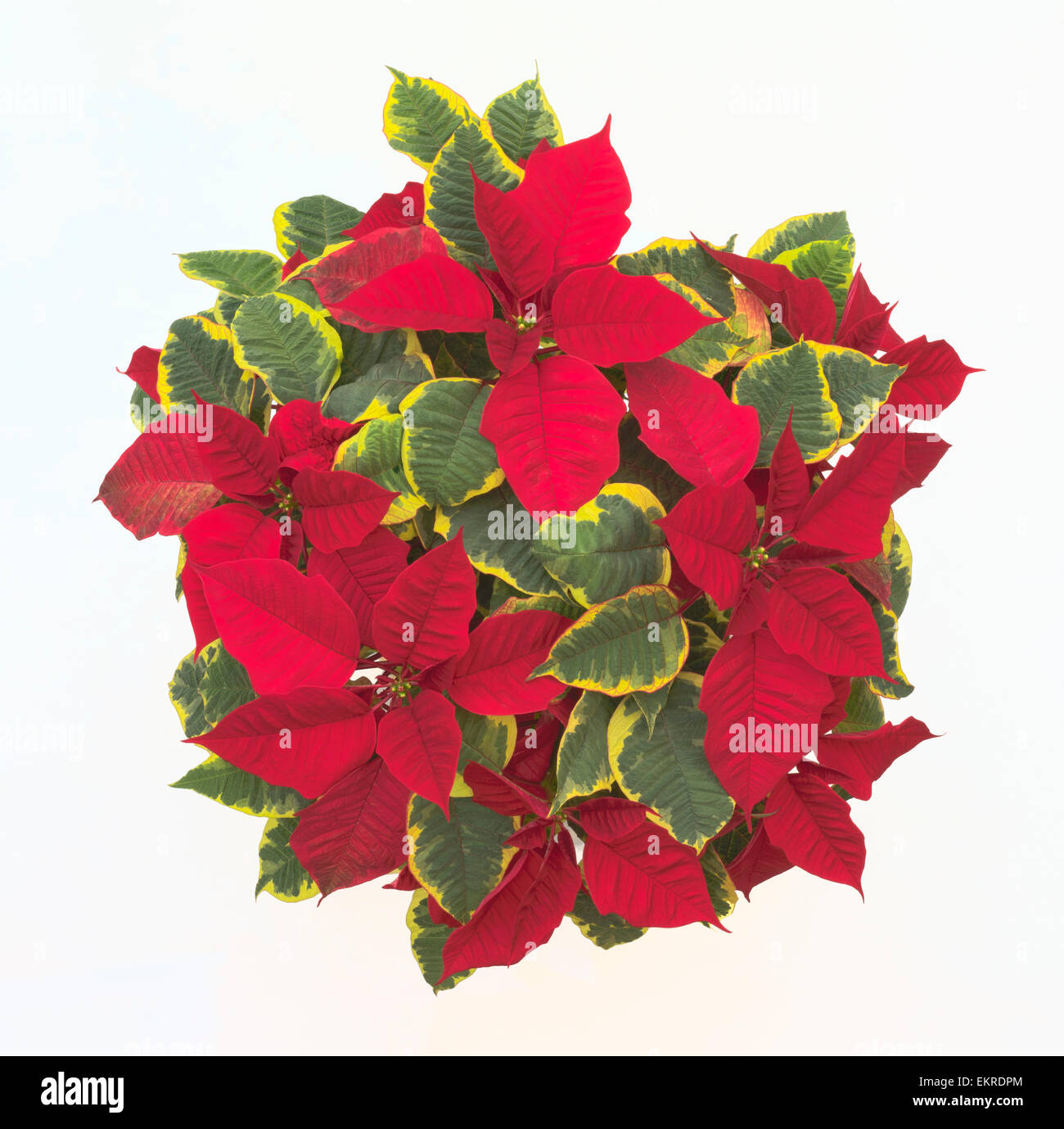 bio blumen saatgut BIO Saatgut Geschenkset Wildblumen für Blumenfans – Biogartenladen main image 1