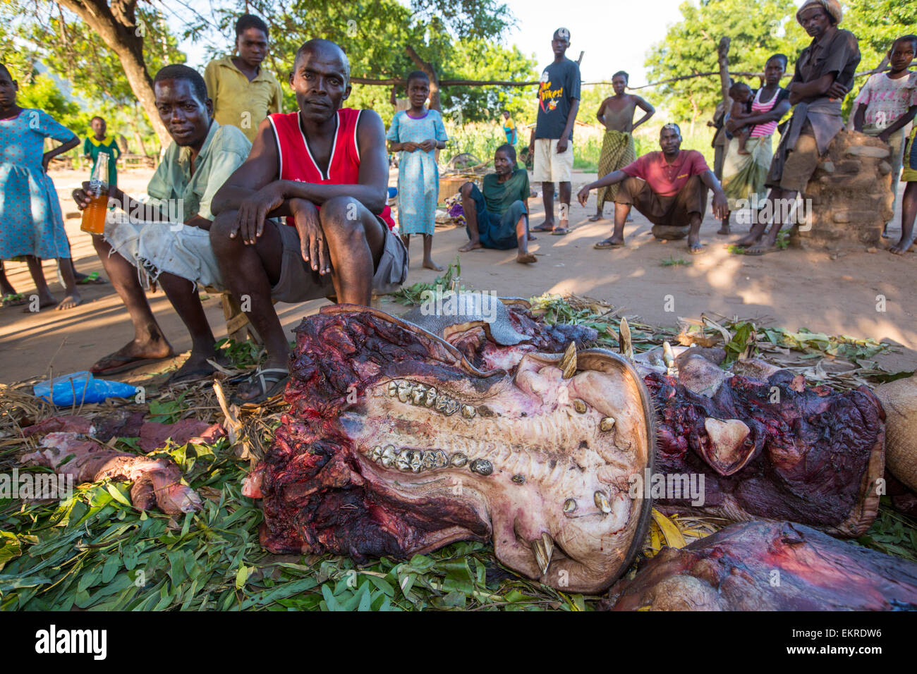 Malawier Schlachten ein Nilpferd in der Nähe von Chikwawa, Malawi. Stockfoto