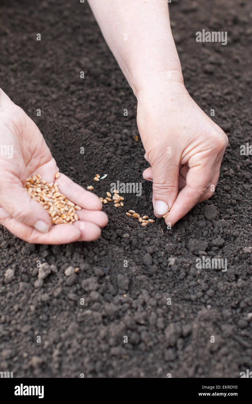 Weizen säen die Hände in die Erde. Stockfoto