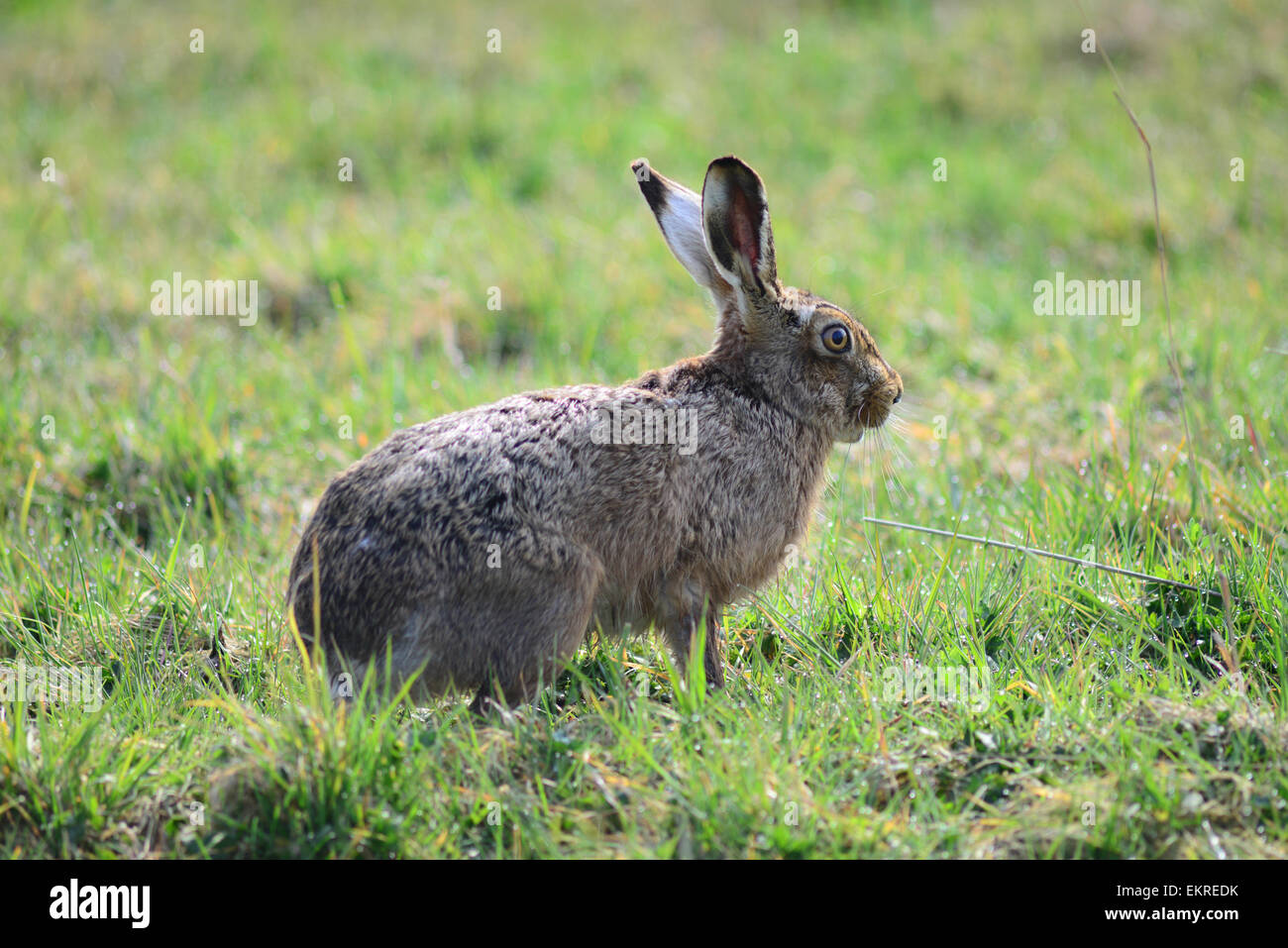 Ein Hase in einem Feld. Bild: Scott Bairstow/Alamy Stockfoto