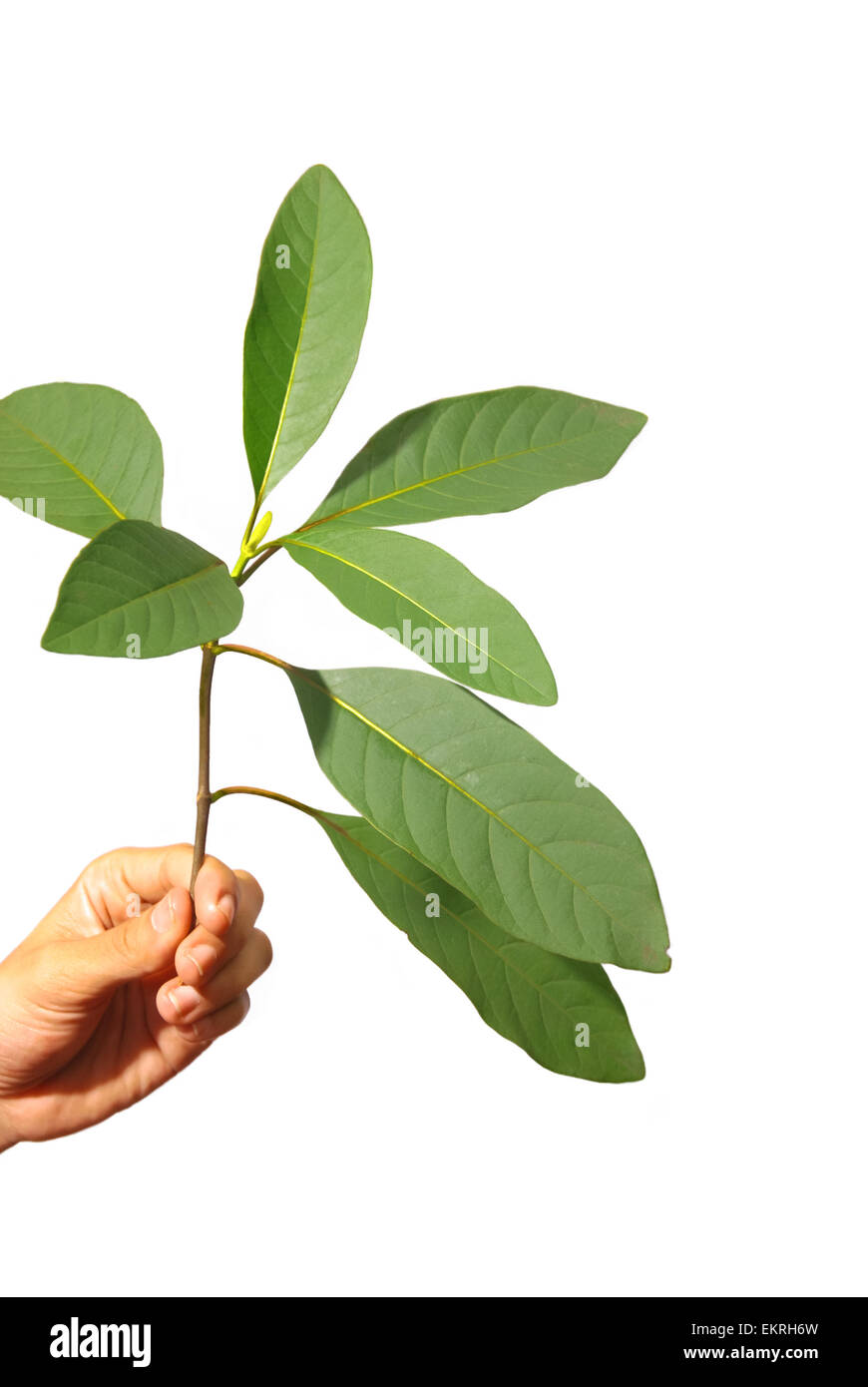 Blätter einer nicht identifizierten Chinin-Art (Cinchona) in Lembang, West Bandung, West Java, Indonesien. Chinin wird häufig zur Behandlung von Malaria verwendet. Stockfoto