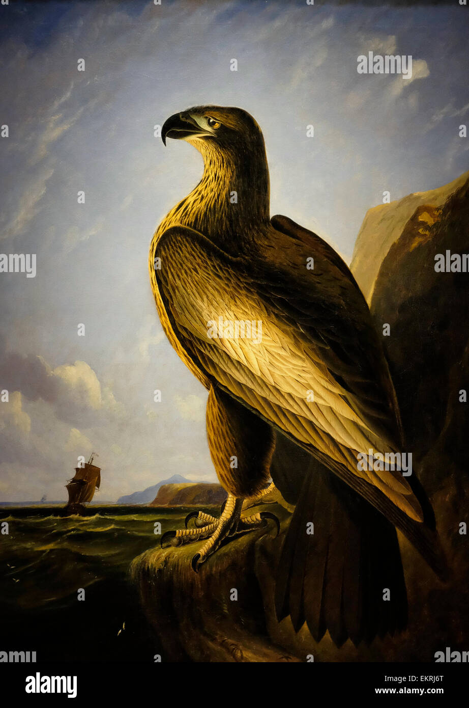 Washington-Seeadler - Audubon - über 1838 Stockfoto