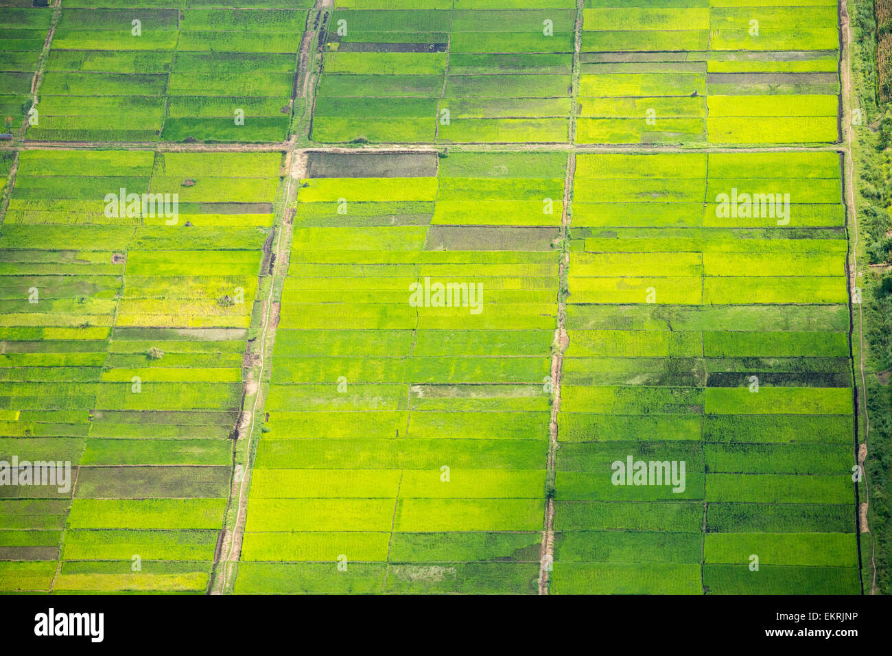 Blick von der Luft auf Reisfeldern in der Shire Valley, Malawi, Afrika. Stockfoto