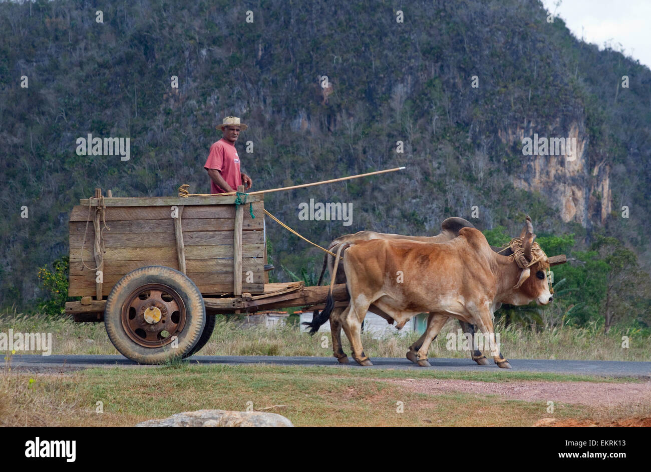 Ein Bauer mit zwei Ochsen und einen Karren in landwirtschaftliche Nutzflächen in Vinales, Kuba mit Pflanzen und Tabakplantagen Stockfoto