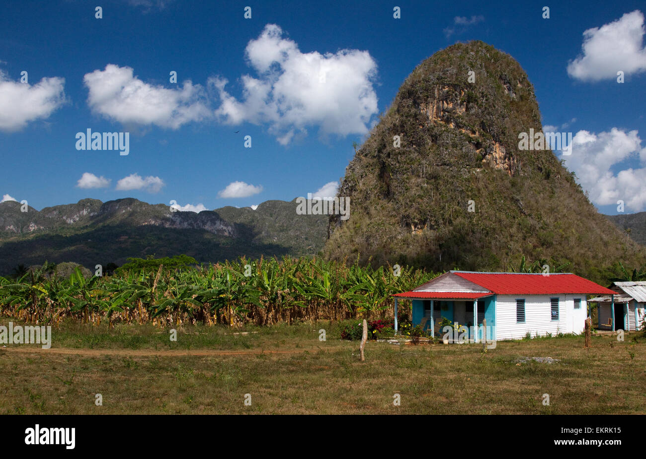 Landwirtschaftliche Flächen in Vinales, Kuba mit Pflanzen und Tabakplantagen Stockfoto