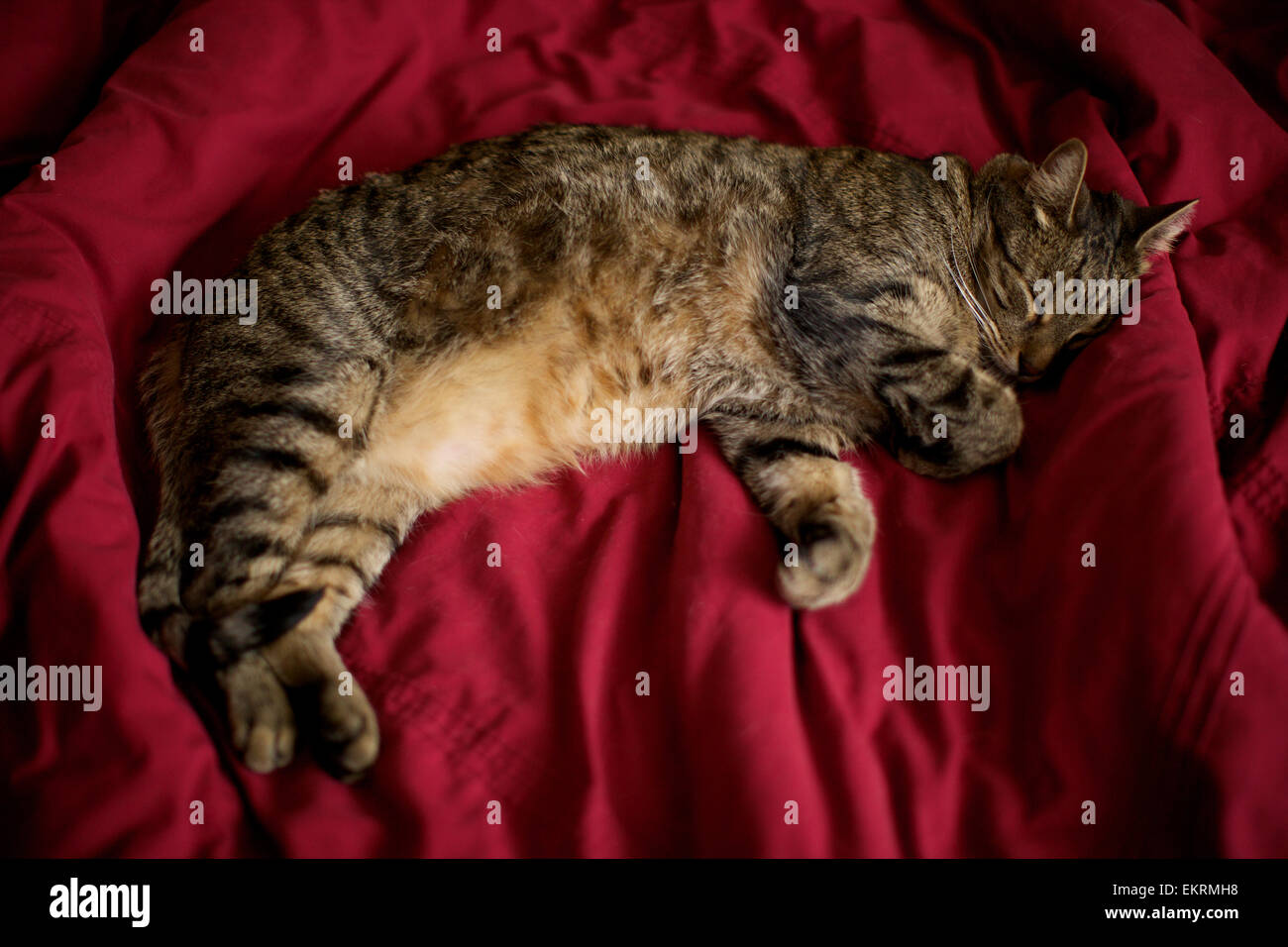 Hauskatze in der Heimat, Katze nur auf Bett aufwachen Stockfoto