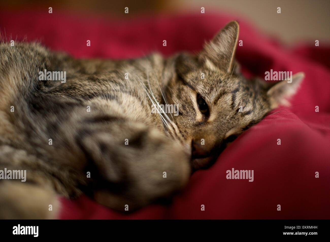 Hauskatze in der Heimat, Katze nur auf Bett aufwachen Stockfoto